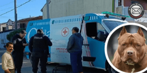 ataque pitbull Mar del Tuyú