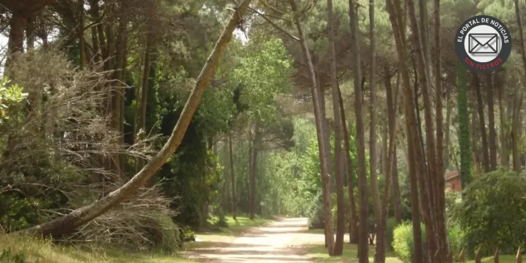 Robo en Cariló: ¿Falla de Seguridad VIP o Delincuencia Común?