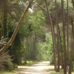 Robo en Cariló: ¿Falla de Seguridad VIP o Delincuencia Común?