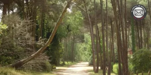 Robo en Cariló: ¿Falla de Seguridad VIP o Delincuencia Común?