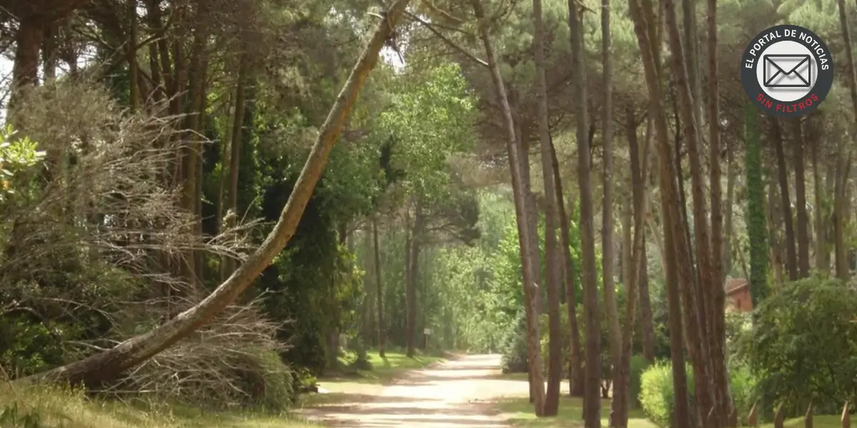 Robo en Cariló: ¿Falla de Seguridad VIP o Delincuencia Común?
