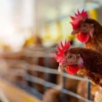 Gripe Aviar e Ranchos