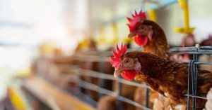 Gripe Aviar e Ranchos