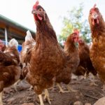 gripe aviar chascomus