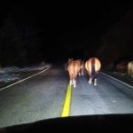 Caballos sueltos en La Costa: nueva ordenanza tras accidentes