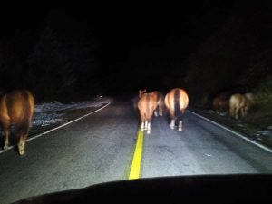 Caballos sueltos en La Costa: nueva ordenanza tras accidentes