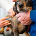 La Costa lanzó una campaña gratuita que miles de dueños de mascotas ya están aprovechando