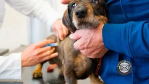 La Costa lanzó una campaña gratuita que miles de dueños de mascotas ya están aprovechando