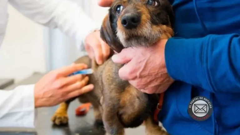La Costa lanzó una campaña gratuita que miles de dueños de mascotas ya están aprovechando