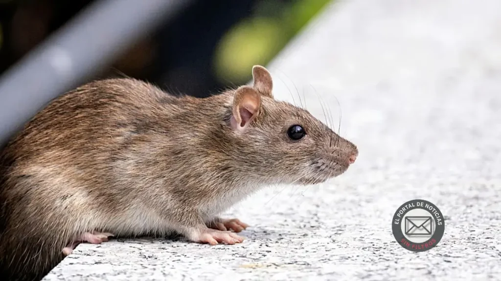Hantavirus en Las Flores: bronca por una muerte y obras sin hacer