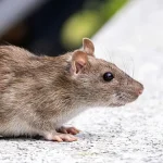 Hantavirus en Las Flores: bronca por una muerte y obras sin hacer